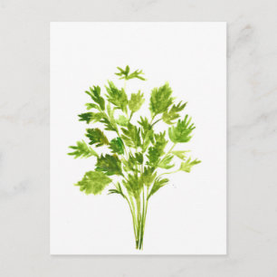 Parsley herbs Parsley watercolor plants green Postcard