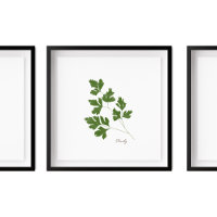 Parsley Illustration | Herbs Kitchen Wall Art
