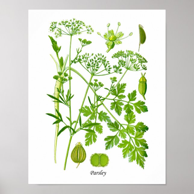 Parsley Kitchen Herb Botanical Wall Decor (Front)