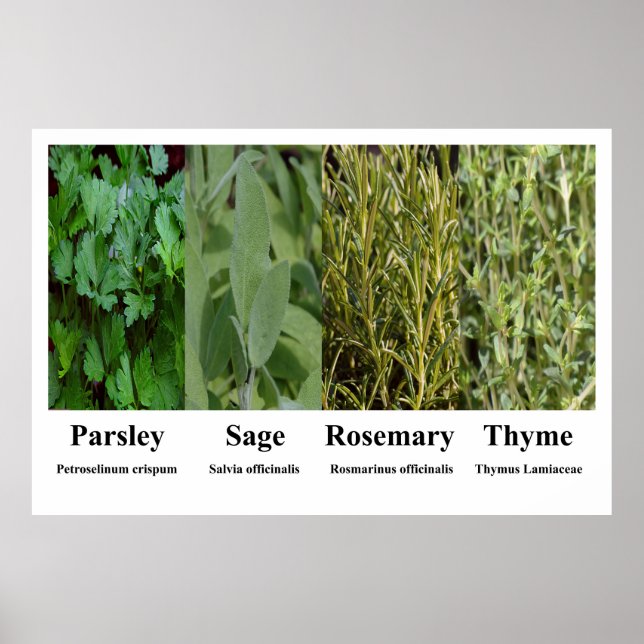 Parsley Sage Rosemary Thyme Herbs Spices Poster (Front)