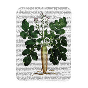 Parsnip 3 magnet