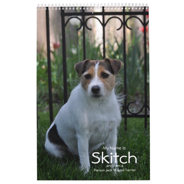 Parson Jack Russell Terrier Dog Calendar by Janz (Cover)