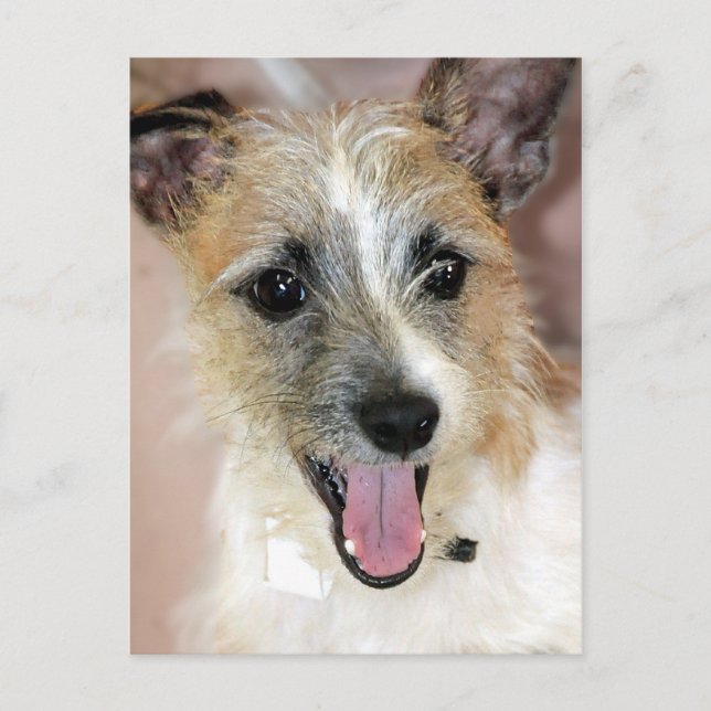 Parson Russell Terrier/Yorkie Mix Postcards (Front)
