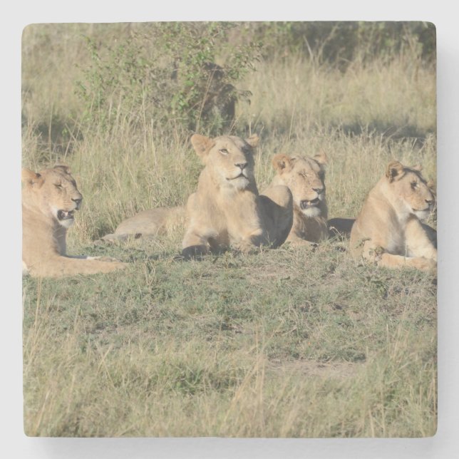 Part of a Lion Pride. Stone Coaster (Front)