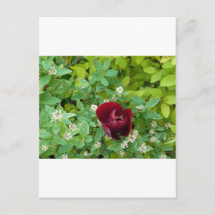 parterre de fleurs au printemps postcard