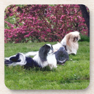 Parti-Colour Pekingese Dogs Coaster