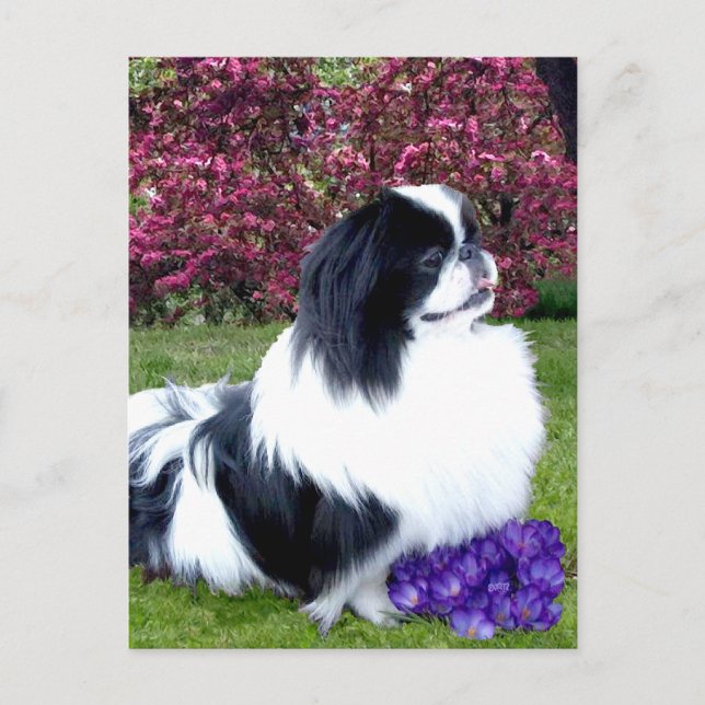 Parti-Colour Pekingese Dogs Postcard (Front)