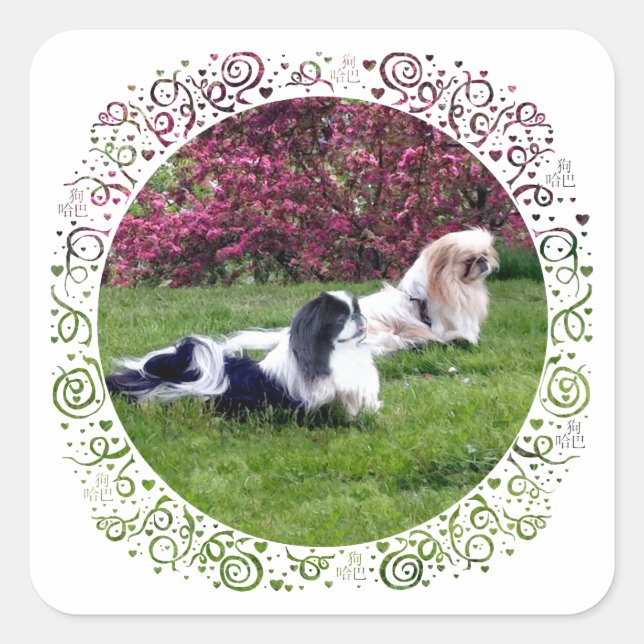 Parti-Colour Pekingese Dogs Square Sticker (Front)