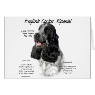 Parti English Cocker Spaniel History