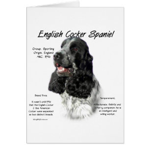 Parti English Cocker Spaniel History