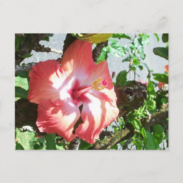 Partial Shade Postcard (Front)