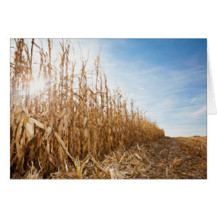 Partly Harvested Corn Field