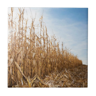Partly Harvested Corn Field Ceramic Tile