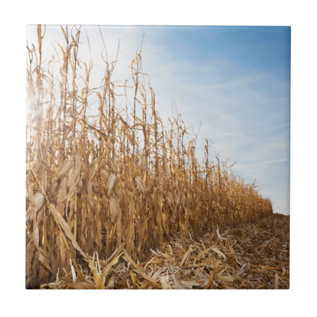 Partly Harvested Corn Field Ceramic Tile (Front)