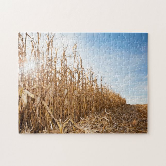 Partly Harvested Corn Field Jigsaw Puzzle (Horizontal)