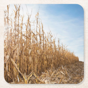 Partly Harvested Corn Field Square Paper Coaster