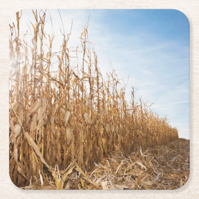 Partly Harvested Corn Field Square Paper Coaster (Front)