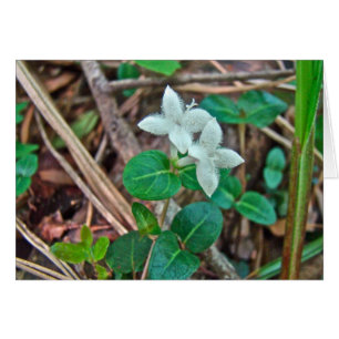 Partridge Berry Wildflower