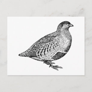 Partridge Bird Art Postcard