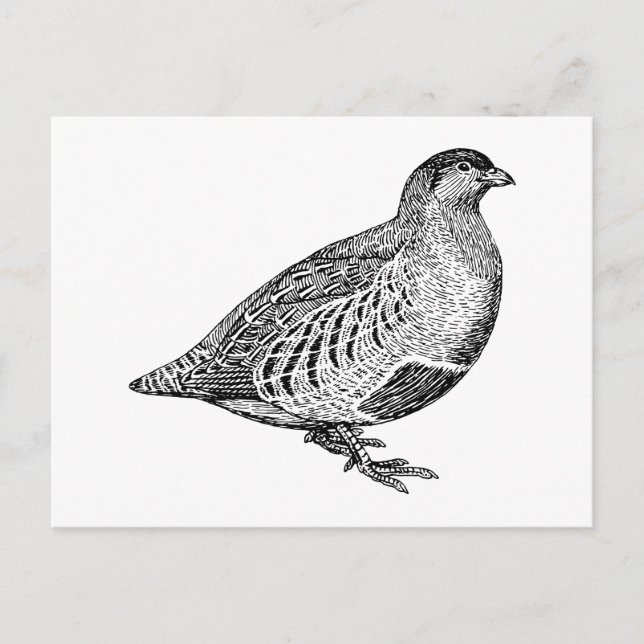 Partridge Bird Art Postcard (Front)