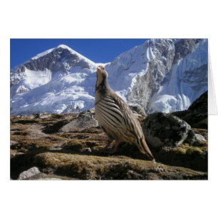 Partridge in Himalayas Card