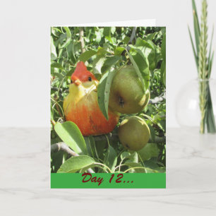 Partridge? In Pear Tree. Bird under cover Holiday Card
