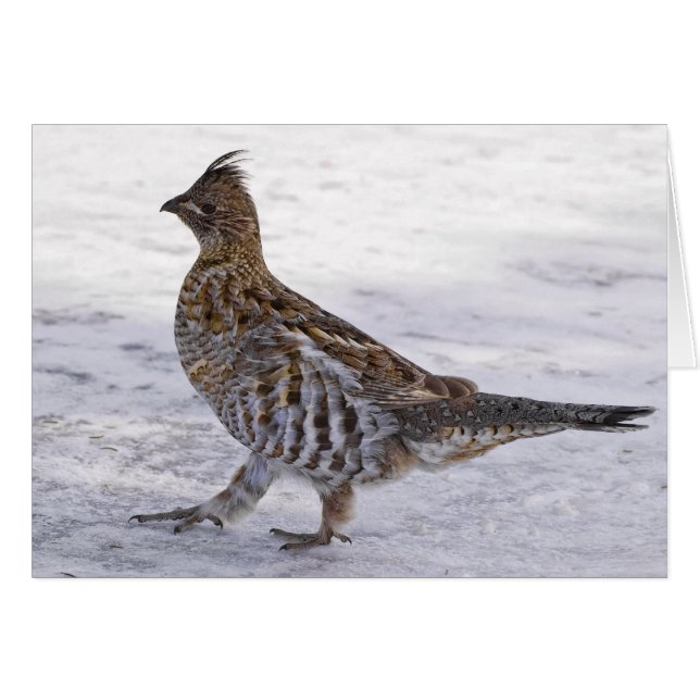 Partridge Strut (Front Horizontal)
