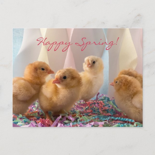 Party Chicks Yellow Baby Chickens Streamers Invitation Postcard (Front)