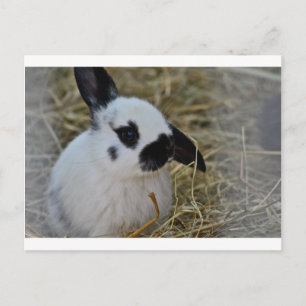 Party Gifts Postcard