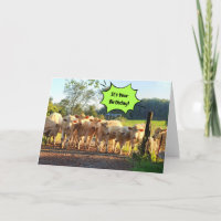 Party Til The Cows Come Home Birthday