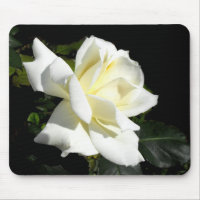 Pascali white hybrid tea rose