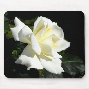 Pascali white hybrid tea rose mouse pad