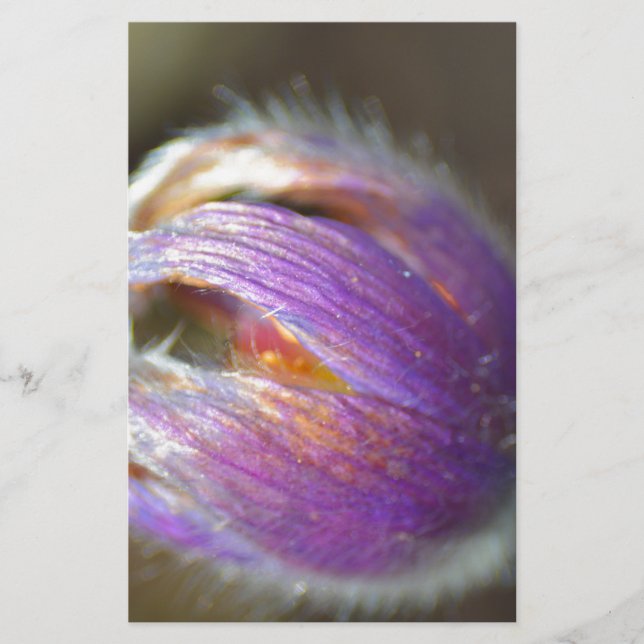 Pasque Flower Bud (Front)