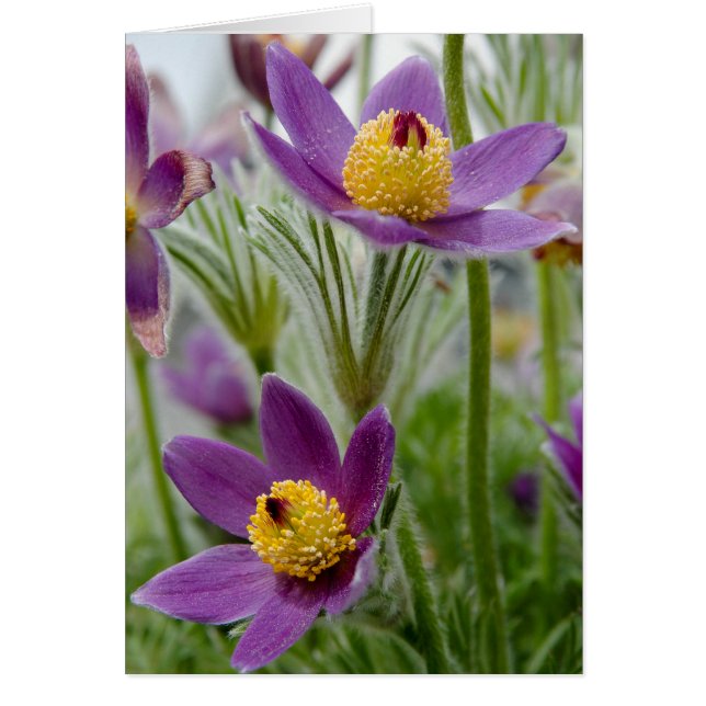 Pasque Flower or Pulsatilla (Front)
