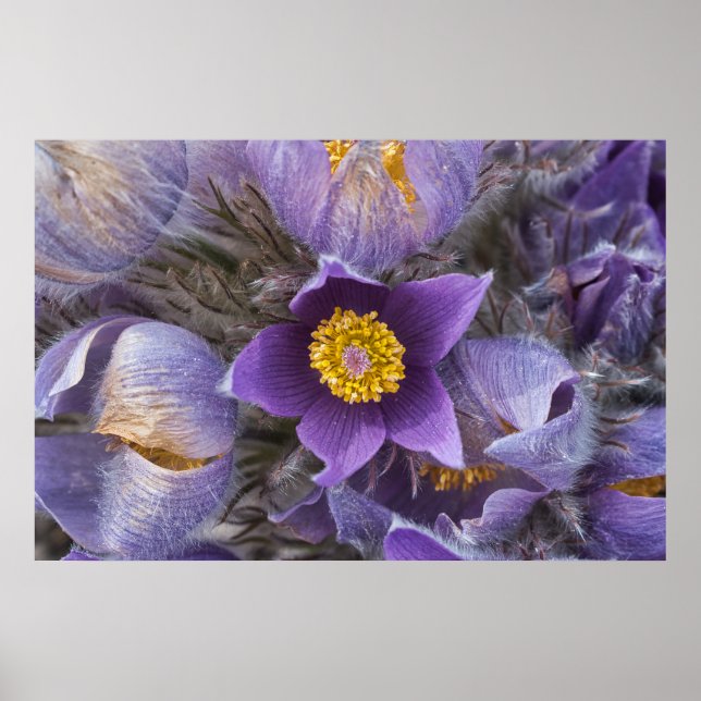 Pasqueflower Poster (Front)