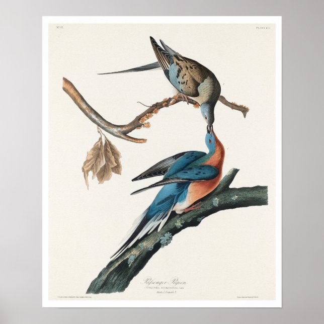 Passenger Pigeon by Audubon Poster (Front)