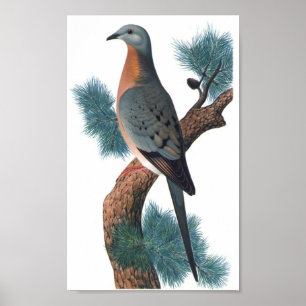 Passenger Pigeon - Ectopistes migratorius P/folio Poster