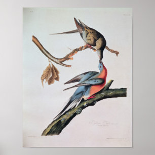 Passenger Pigeon, from 'Birds of America' Poster