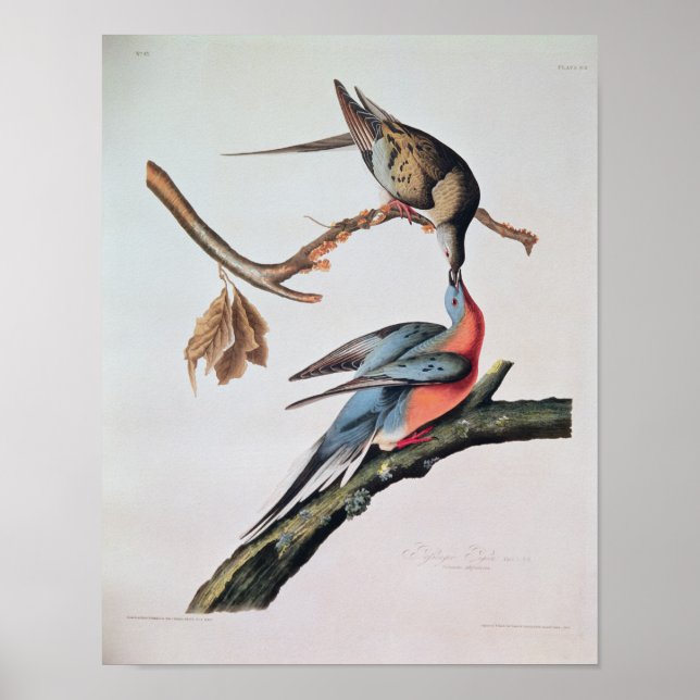 Passenger Pigeon, from 'Birds of America' Poster (Front)