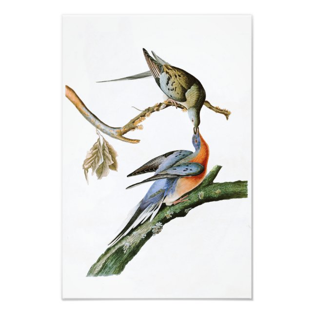 Passenger Pigeon John Audubon Birds of America Photo Print (Front)