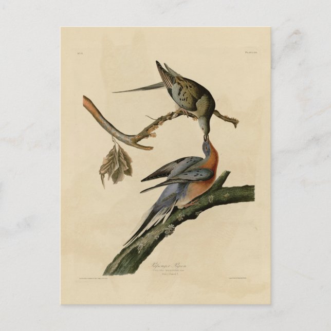Passenger Pigeon Postcard (Front)