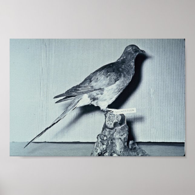 Passenger Pigeon Poster (Front)