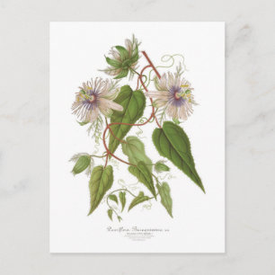 Passiflora baraquimima postcard