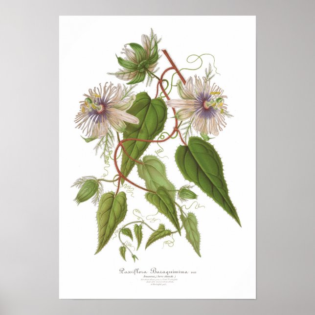Passiflora baraquimima poster (Front)