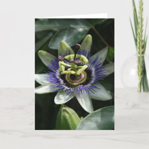 Passiflora - Fleur de la Passion Card