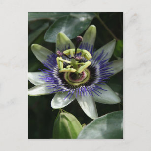 Passiflora Fleur de la Passion postcard