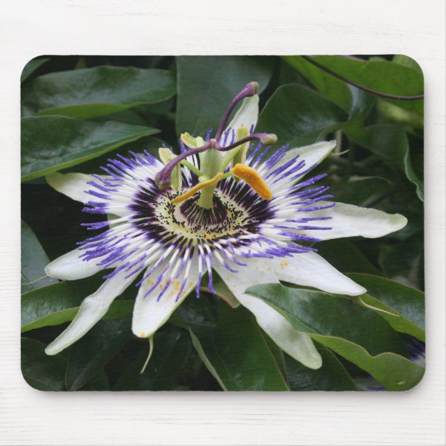 Passiflora Floral Photography Mouse pad (Front)