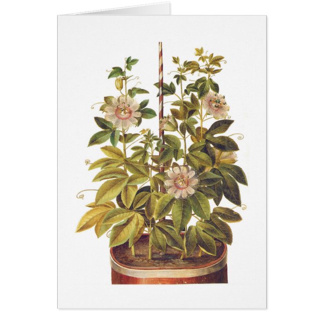 Passiflora incarnata (Front)