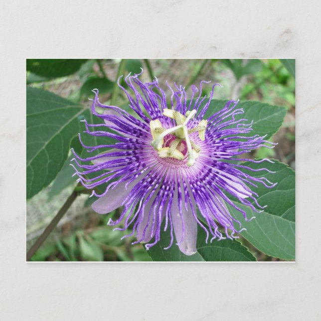 Passiflora Postcard (Front)