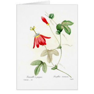 Passiflora racemosa